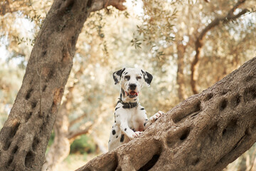 A Dalmatian dog rests on an olive tree, blending playfulness with nature's calm