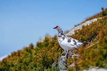 立山の雷鳥