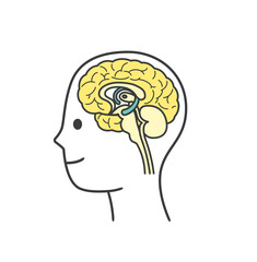 人間の脳の部分の分かりやすいイラスト
