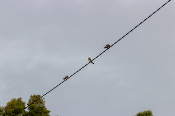 Pájaros sobre cableado 