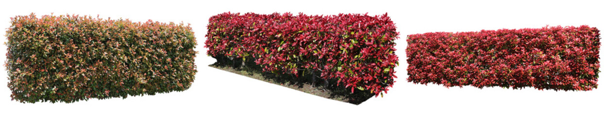 レッドロビン生垣植栽切り抜きセット透過PNG背景白