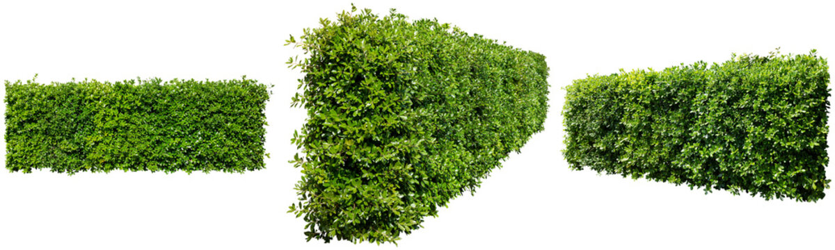 生垣植栽切り抜きセット透過PNG背景白