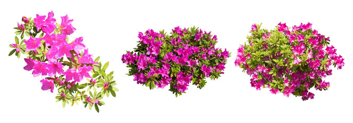 ピンクツツジサツキ樹木切り抜きセット透過PNG背景白