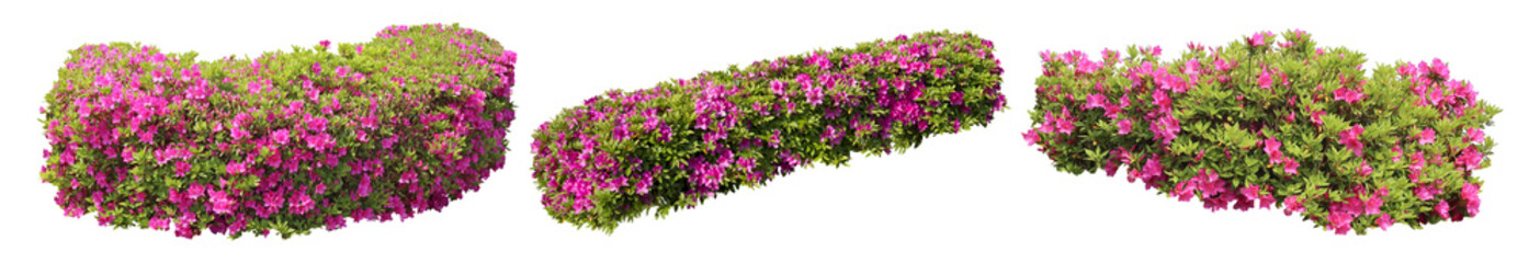 ピンクツツジサツキ樹木切り抜きセット透過PNG背景白