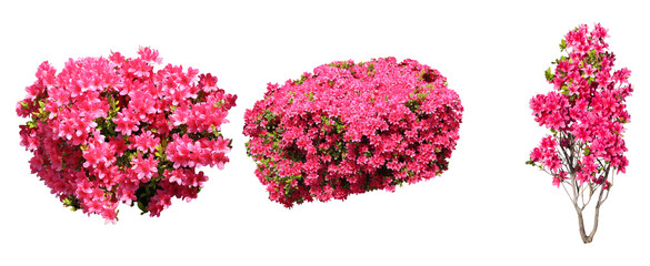 ピンクツツジサツキ樹木切り抜きセット透過PNG背景白