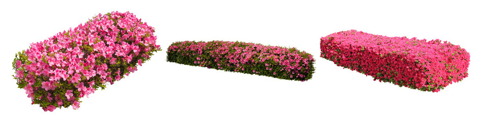 ピンクツツジサツキ樹木切り抜きセット透過PNG背景白