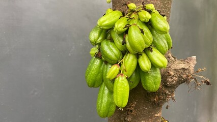 Bilimbi on The tree. Raw and green. Focus selected