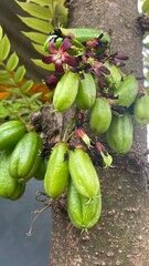 Bilimbi on The tree. Raw and green. Focus selected