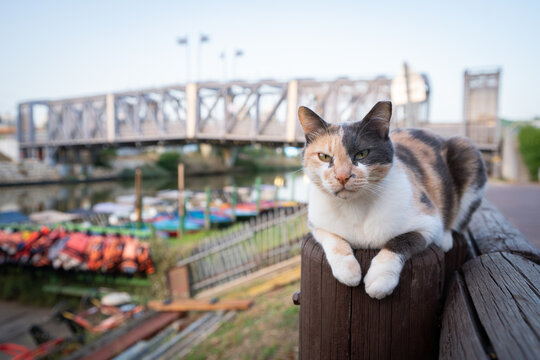 A stray cat lounges along the Yarkon River in Yarkon Park in Tel Aviv, Israel, near the Ussishkin Bridge.