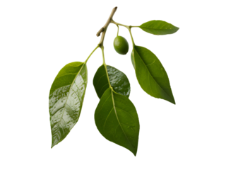 Close-up photo of kaffir lime leaves Relieves bloating, reduces inflammation, reduces blood pressure, and nourishes the skin. Isolated on white background.