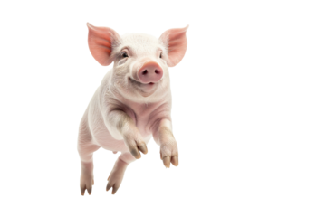 a heavy weight PNG pig jumping  isolate transparent background