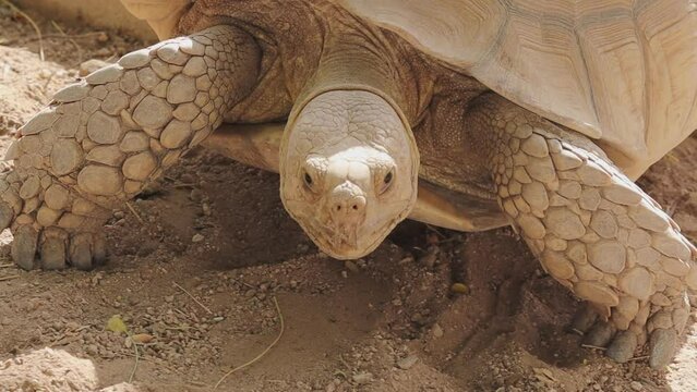 A land tortoise that moves slowly moving its head