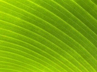close up of green banana leaf