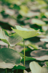  sacred images are needed. The ancient Egyptians revered the Nelumbo nucifera and used Nelumbo nucifera in rituals. From Egypt Nelumbo