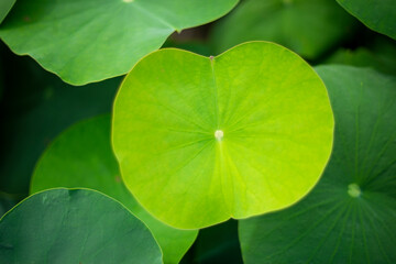 Nelumbo nucifera are large with a diameter of up to 60 cm, while the largest flowers Nelumbo nucifera,Nelumbo nucifera under the patronage of Joseph Banks