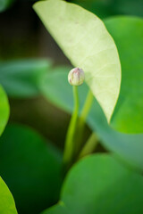 Nelumbo nucifera are large with a diameter of up to 60 cm, while the largest flowers Nelumbo...
