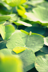 Nelumbo nucifera are large with a diameter of up to 60 cm, while the largest flowers Nelumbo...