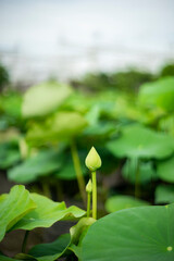  lotus of the Nile.the flowers, fruits, and sepals of both Nelumbo nucifera have been widely depicted as architectural forms in places