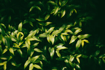  first glance resembles an apricot flower, so it is called apricot,Wrightia religiosa, fragrant plant in a garden,Close-up of white flowers blooming on plant