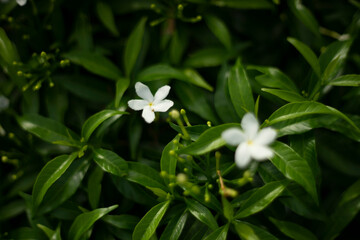 Murraya paniculata is oval shaped with a slightly pointed nose, the same size as an oval (winter durian), when Murraya paniculata ripe it is crimson red. The laurel species of Murraya paniculata