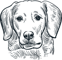 Vintage hand drawn sketch of golden retriever dog head