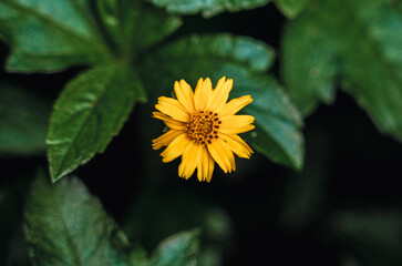 yellow dandelion flower with green leaves