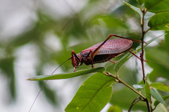 parque ecologico chipinque, monterrey, nuevo leon &ldquo;grilleta&rdquo; o &ldquo;chiva de los encinos&rdquo; (Pterophylla beltrani)