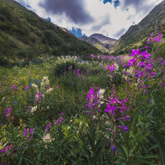 Obraz premium field with blooming chamaenerion angustifolium, willow herb in the mountains in summer