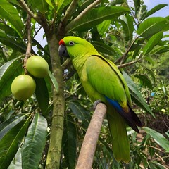 green parrot on branch
