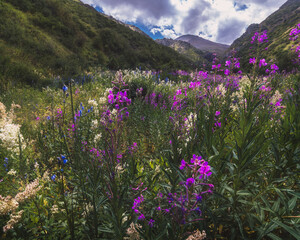 field with blooming chamaenerion angustifolium, willow herb in the mountains in summer