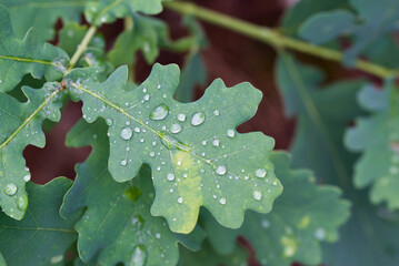 water drops on oak leaf closeup selective focus