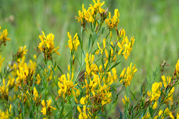 dyer's greenweed, .Genista tinctoria yellow flowers closeup selective focus