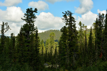 A clearing in the taiga forest, a look between tall cedars at a mountain range overgrown with dense coniferous forest.