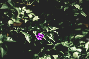 Close-up of vibrant purple flower surrounded by lush green foliage in natural lighting
