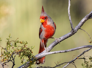 Red bird on branch