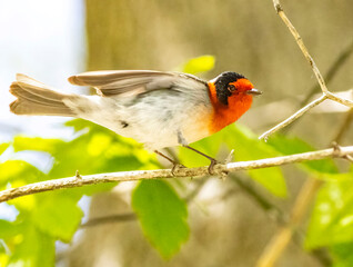 Bird on Branch