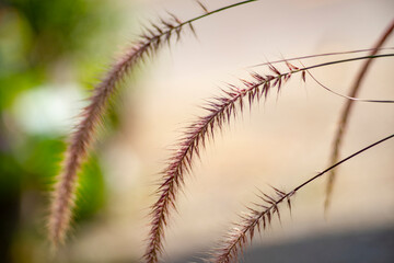 Pennisetum purpureum are often used as food supplements.ennisetum purpureum rarely lasting 1 or 2 years. Pennisetum purpureum leaves grow alternately,