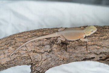 bearded dragon on ground with blur background