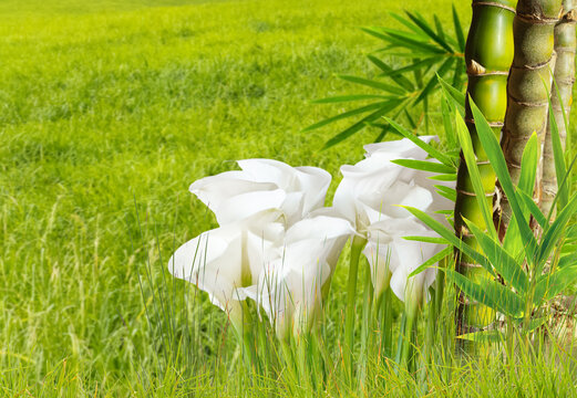 Bambous et arums dans l&rsquo;herbe 