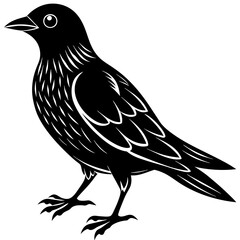 crow on a white background