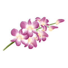 Obraz premium Orchid