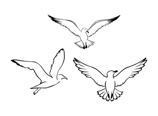 Obraz premium Set of black seagull silhouettes on white background