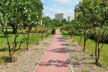 Walkway between trees and buildings in the background
