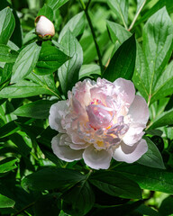 Closeup of beautiful light pink Peony flower	