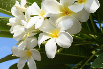 beautiful white frangipani flower blooming in springtime, natural background