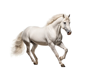 Fototapeta premium White horse running and jumping on transparency background with PNG file