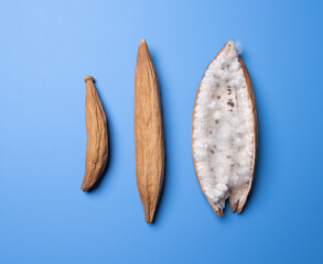 White silk cotton tree or Ceiba pentandra dry fruits on blue background