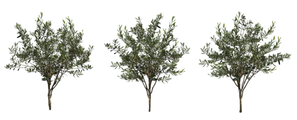 オリーブ3本セット樹木切り抜きセット透過PNG背景白