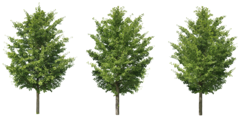 銀杏3本セット樹木切り抜きセット透過PNG背景白