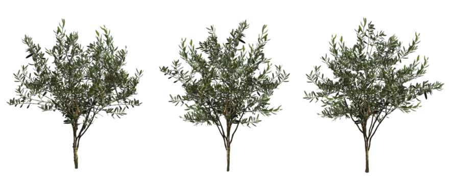 オリーブ3本セット樹木切り抜きセット透過PNG背景白